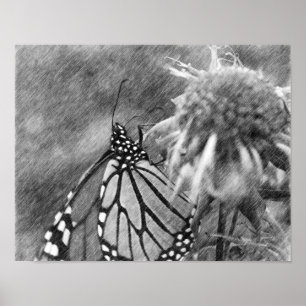 Monarch Butterfly Black Pencil Art Poster