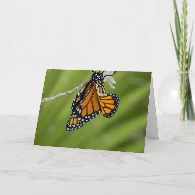 Monarch Butterfly Blank Grußkarte Karte (Vorderseite)