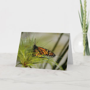 Monarch Butterfly-Blank-Karte Karte
