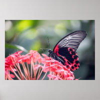 Monarch Butterfly & Blume