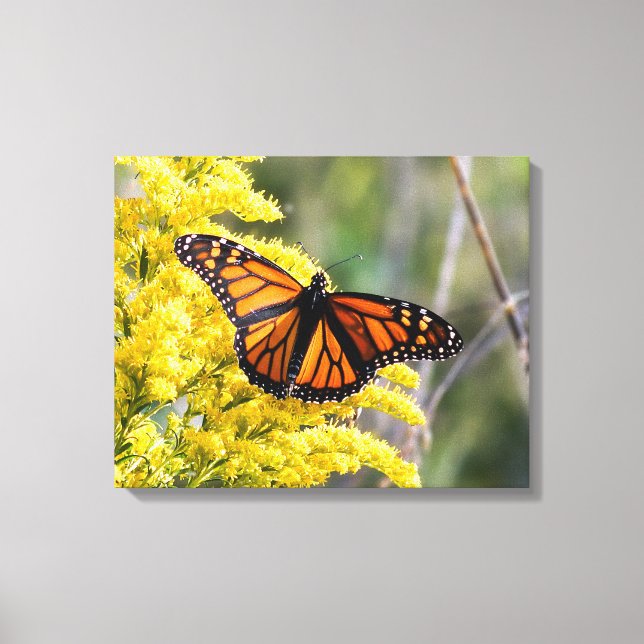 Monarch Butterfly Canvas Print Leinwanddruck (Vorderseite)