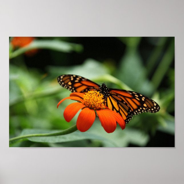 Monarch Butterfly Canvas Print Poster (Vorne)