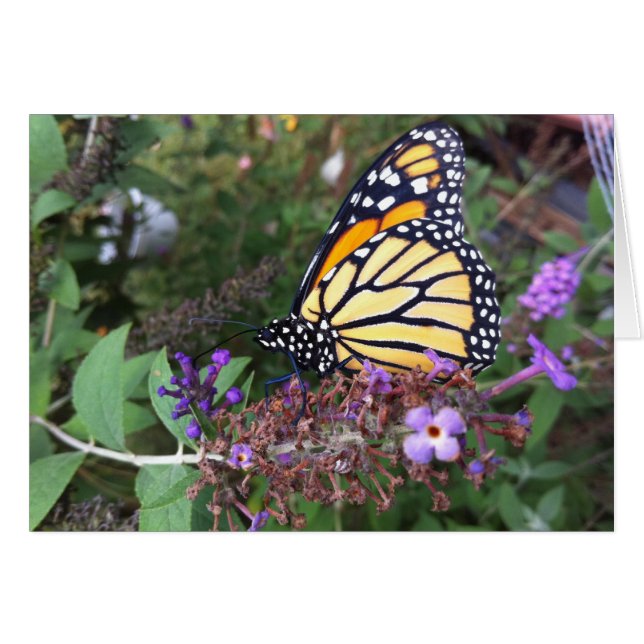 Monarch Butterfly Card 2 (Vorderseite (Horizontal))