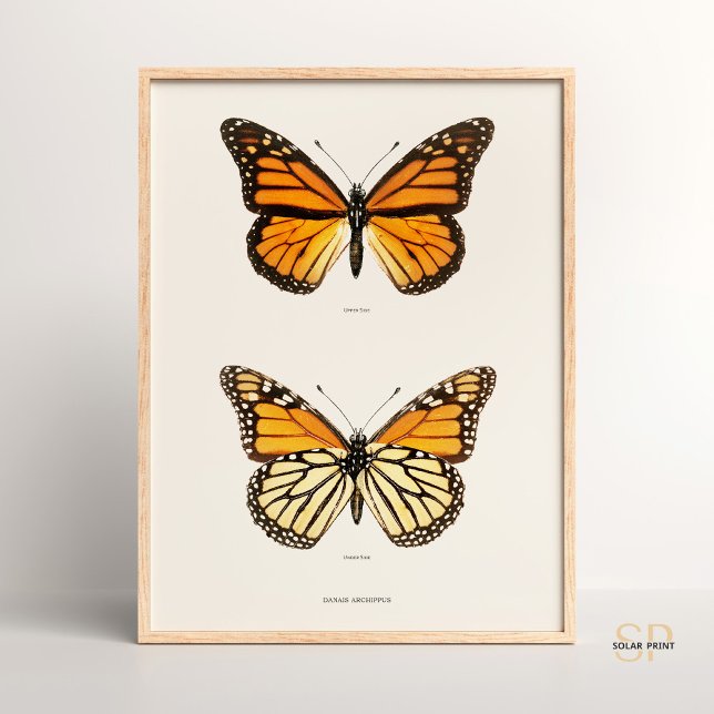 Monarch Butterfly Danais Archippus Sherman Denton Poster (Von Creator hochgeladen)