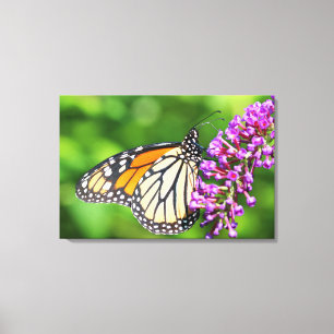 Monarch Butterfly - Danaus plexippus - Weibliche Leinwanddruck