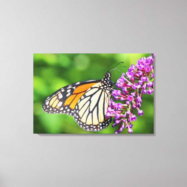 Monarch Butterfly - Danaus plexippus - Weibliche Leinwanddruck (Vorderseite)