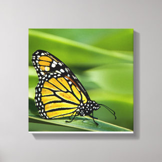 Monarch Butterfly Design Leinwand Print