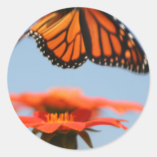 Monarch Butterfly fliegt Runder Aufkleber