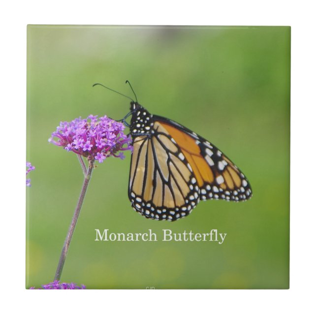 Monarch Butterfly Fliese (Vorderseite)