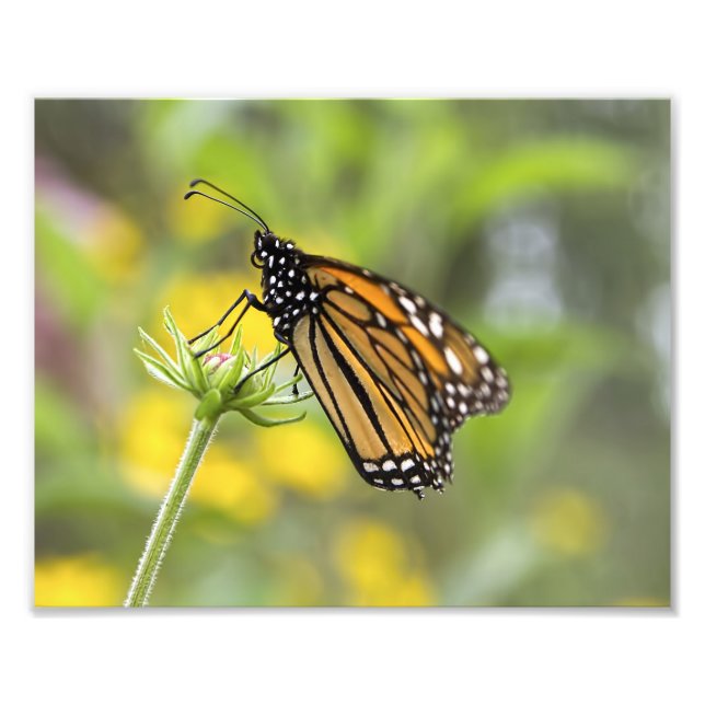 Monarch Butterfly-Foto Fotodruck (Vorne)
