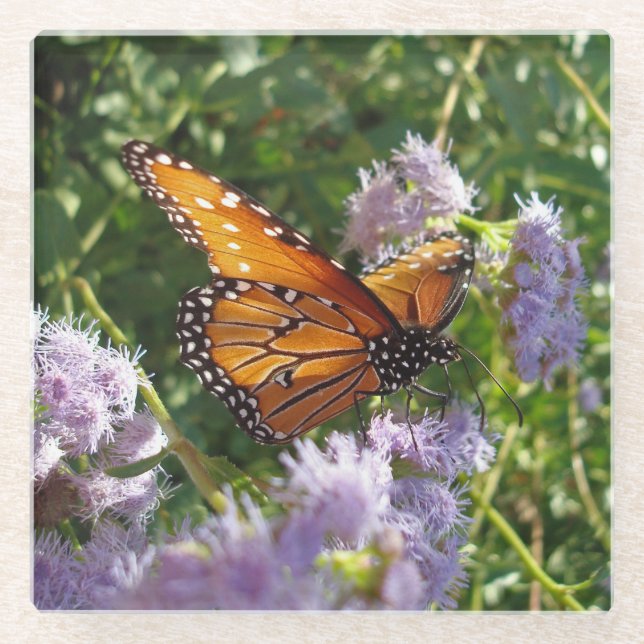 Monarch Butterfly Foto Orange Black Blume Glasuntersetzer (Vorderseite)