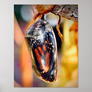 Monarch Butterfly Fotografy Wall Dekoration Print
