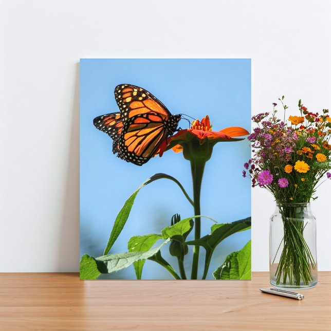 Monarch Butterfly Füttre auf Orange Blume Fotodruck (Monarch Butterfly original nature photography print for your rustic, outdoorsy home. )