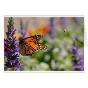Monarch Butterfly Füttre Blankokarte