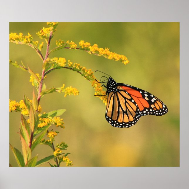 Monarch Butterfly Goldenrod Poster (Vorne)