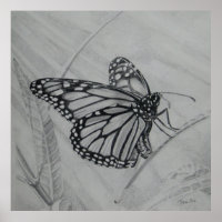 Monarch Butterfly-Graphit zeichnend