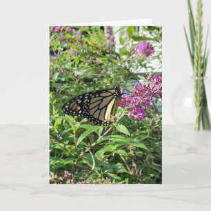 Monarch Butterfly Grußkarte Karte