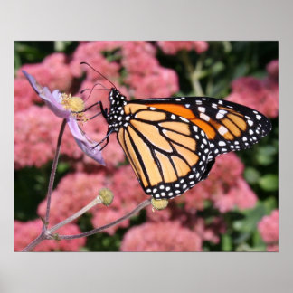 Monarch Butterfly I Poster