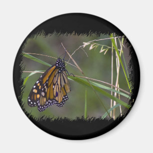Monarch Butterfly im Gras Magnet