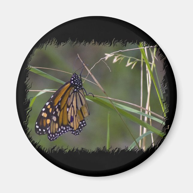 Monarch Butterfly im Gras Magnet (Vorne)