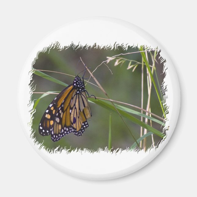 Monarch Butterfly im Gras Magnet (Vorne)