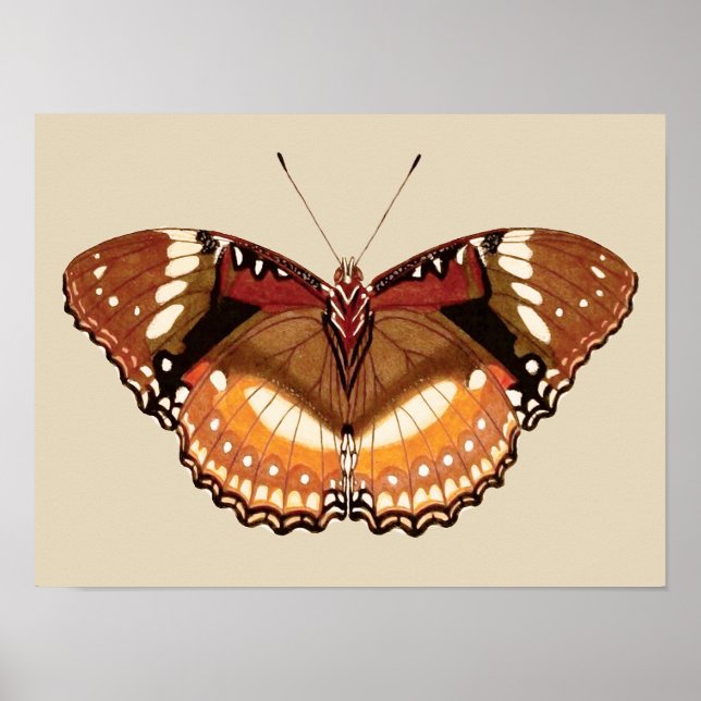 Monarch Butterfly in Brown, Rost und Creme Poster (Vorne)