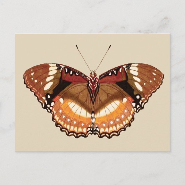 Monarch Butterfly in Brown, Rost und Creme Postkarte (Vorderseite)