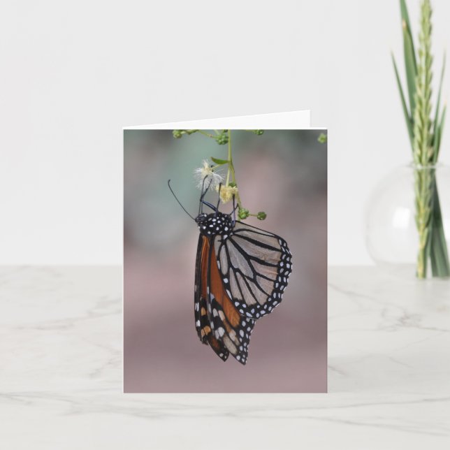 Monarch Butterfly Karte (Vorderseite)