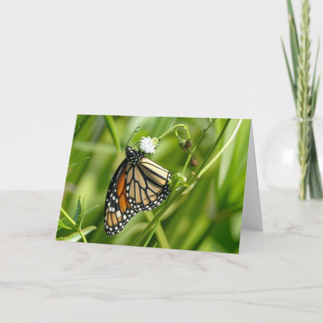 Monarch Butterfly - Karte (Vorderseite)