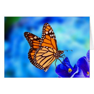 Monarch Butterfly-Karte