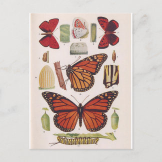Monarch Butterfly-Lebenszyklus Postkarte