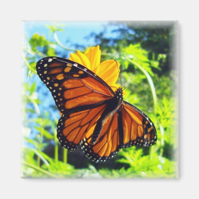 Monarch Butterfly Magnet (Vorne)