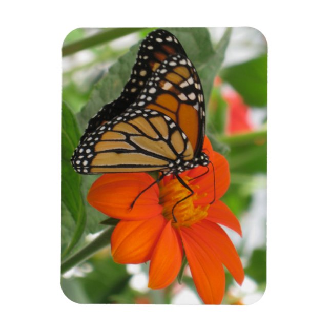 Monarch Butterfly Magnet (Vertikal)