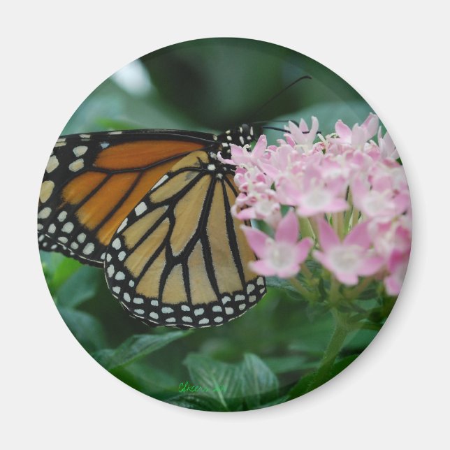 Monarch Butterfly Magnet (Vorne)
