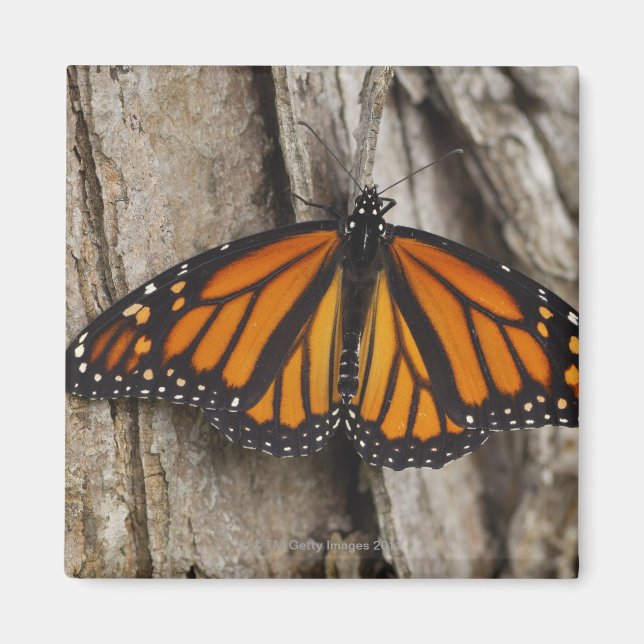 Monarch Butterfly Magnet (Vorne)