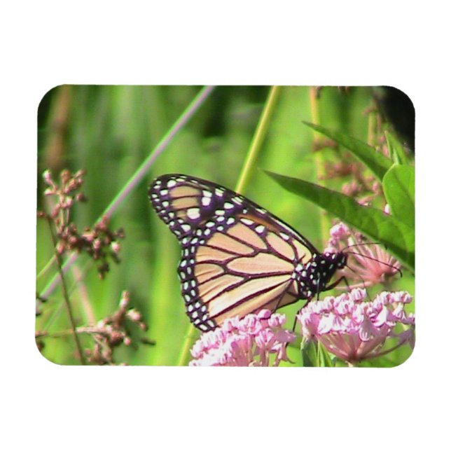 Monarch Butterfly Magnet (Horizontal)