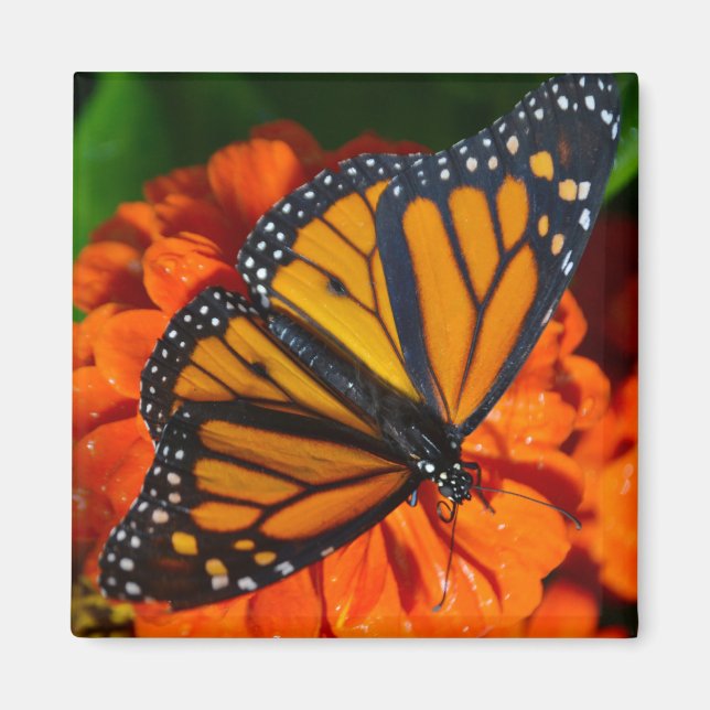 Monarch Butterfly Magnet (Vorne)