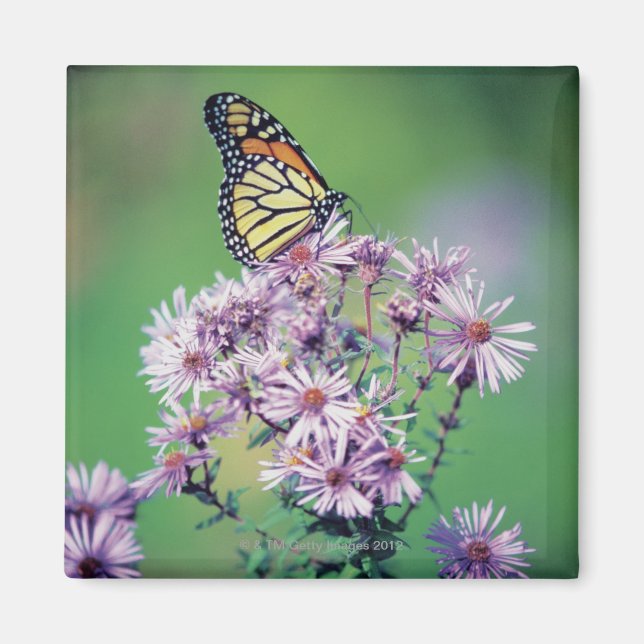 Monarch Butterfly Magnet (Vorne)
