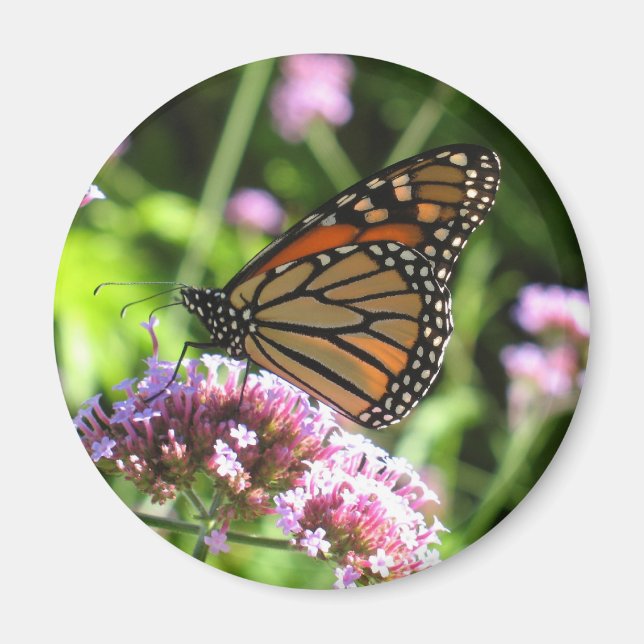 Monarch Butterfly Magnet (Vorne)