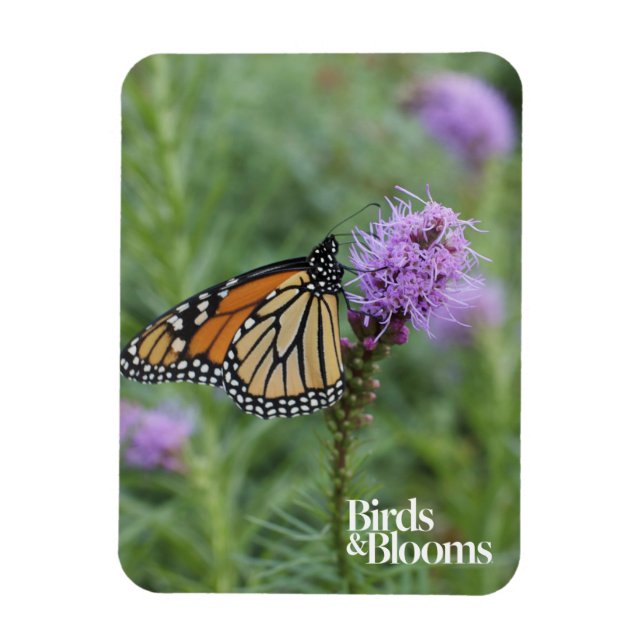 Monarch Butterfly Magnet (Vertikal)