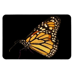 Monarch Butterfly Magnet