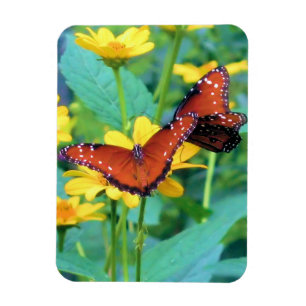 Monarch Butterfly - Magnet