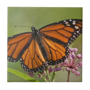 Monarch Butterfly-Männchen auf Sumpf-Milkweed Fliese