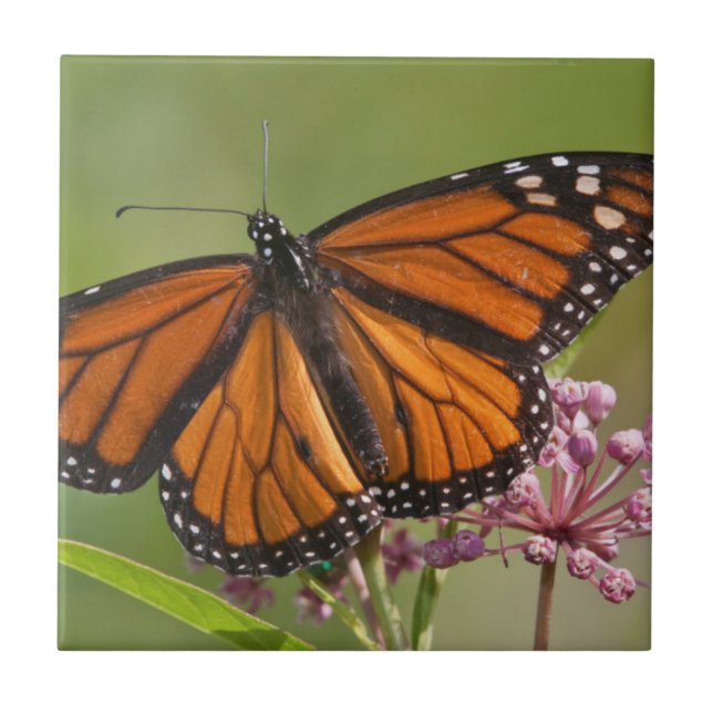 Monarch Butterfly-Männchen auf Sumpf-Milkweed Fliese (Vorderseite)