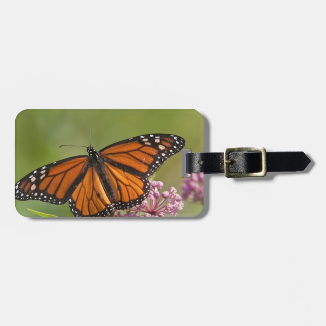 Monarch Butterfly-Männchen auf Sumpf-Milkweed Gepäckanhänger (Vorderseite horizontal)