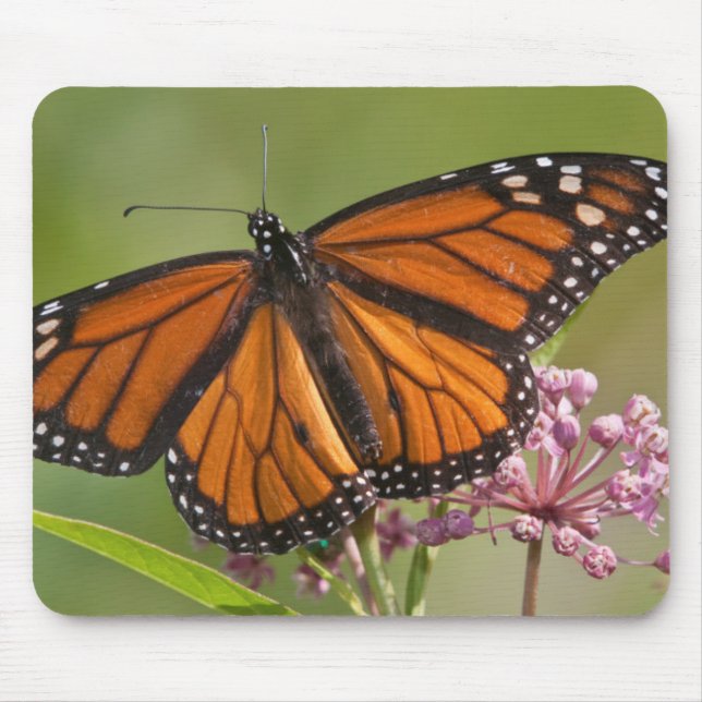 Monarch Butterfly-Männchen auf Sumpf-Milkweed Mousepad (Vorne)