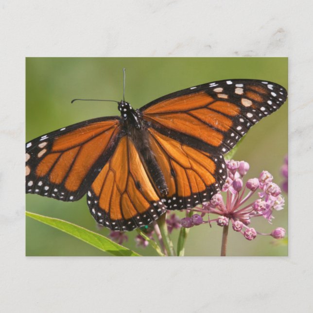 Monarch Butterfly-Männchen auf Sumpf-Milkweed Postkarte (Vorderseite)