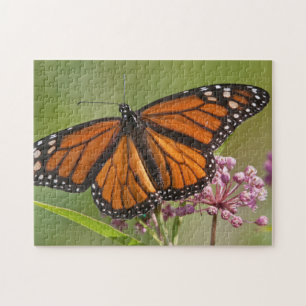 Monarch Butterfly-Männchen auf Sumpf-Milkweed Puzzle