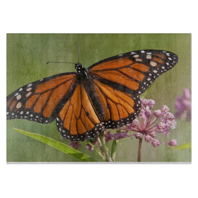 Monarch Butterfly-Männchen auf Sumpf-Milkweed Schneidebrett (Vorderseite)