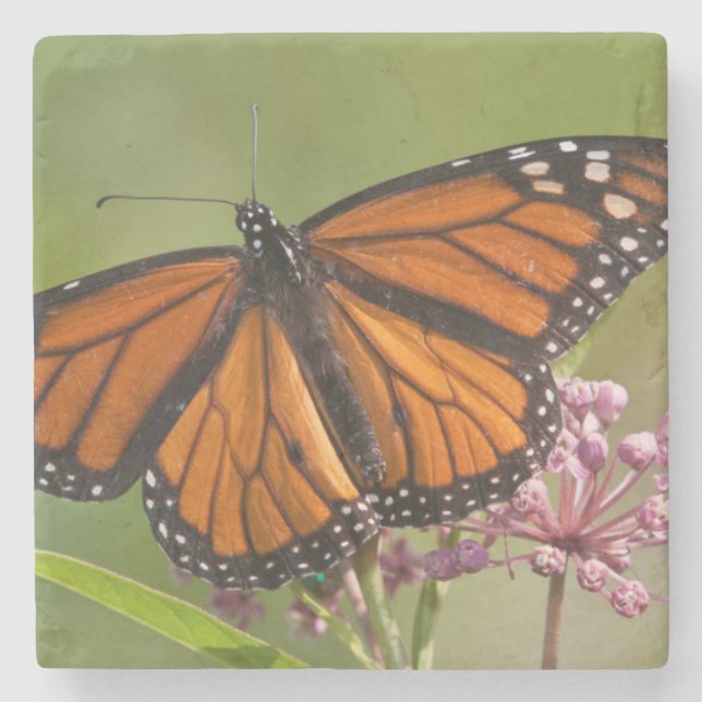 Monarch Butterfly-Männchen auf Sumpf-Milkweed Steinuntersetzer (Vorderseite)